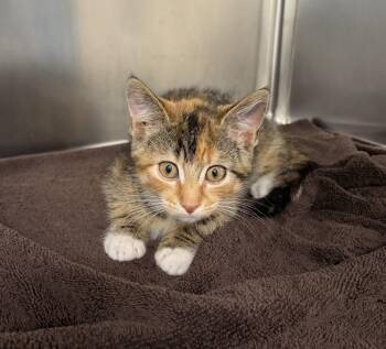 Pumpkin Spice -  Domestic Short Hair Cat for Adoption in Mississauga, Ontario - Pumpkin Spice | PetCurious