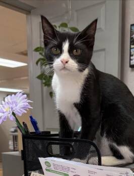 Domestic Short Hair Cats Available for Adoption - Missy | PetCurious