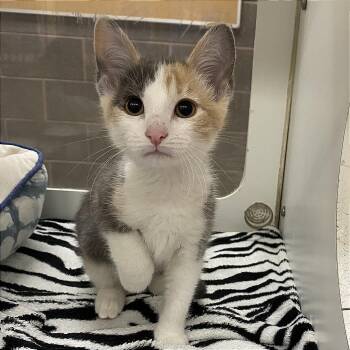 Paprika -  Domestic Short Hair Cat for Adoption in Cheyenne, Wyoming - Paprika | PetCurious