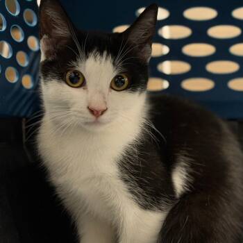 Q -  Domestic Short Hair Cat for Adoption in Vallejo, California - Q | PetCurious