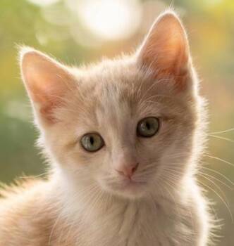 Patches -  Domestic Medium Hair Cat for Adoption in Fairfield, Iowa - Patches | PetCurious