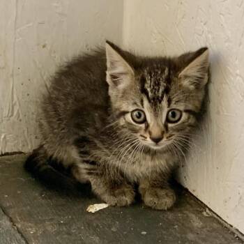 Storm Estep -  Domestic Short Hair Cat for Adoption in Woodstock, Virginia - Storm Estep | PetCurious