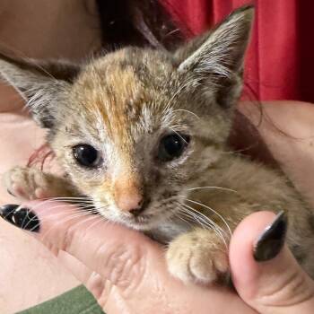 Janis -  Domestic Short Hair Cat for Adoption in Midland, Texas - Janis | PetCurious