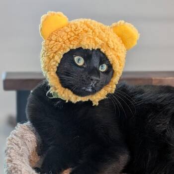 Rescue Domestic Short Hair Cats for Adoption in Portland, Oregon - Topaz - Elder Kitten Discount Adoption Fee | PetCurious