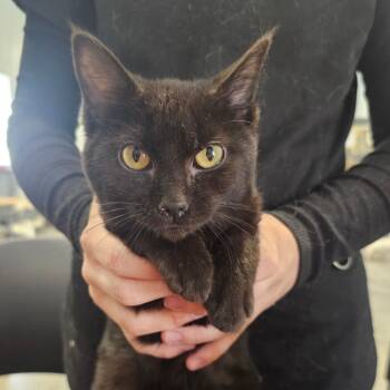 Rescue Domestic Short Hair Cats for Adoption in Corydon, Indiana - Chocolate | PetCurious