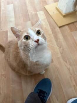 BENNINGTON -  Domestic Short Hair Cat for Adoption in St. Peters, Missouri - BENNINGTON | PetCurious
