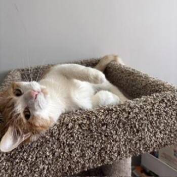 Willie -  Domestic Short Hair Cat for Adoption in Janesville, Wisconsin - Willie | PetCurious