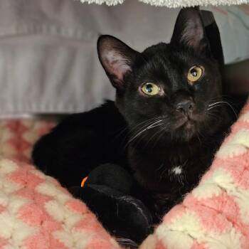 Wels -  Domestic Short Hair Cat for Adoption in Dover, New Hampshire - Wels | PetCurious