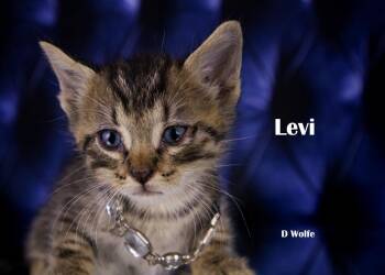 Levi -  American Shorthair Cat for Adoption in York, Nebraska - Levi | PetCurious