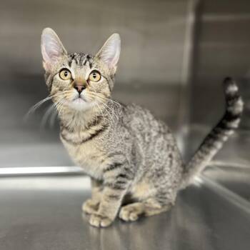 Lizzie -  Domestic Short Hair Cat for Adoption in Pauls Valley, Oklahoma - Lizzie | PetCurious