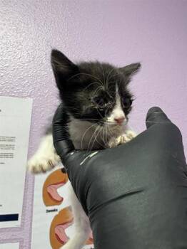 Domestic Short Hair Cats Available for Adoption in El Paso, Texas - 60808626 | PetCurious