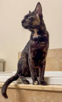 Nora -  Tortoiseshell Cat for Adoption in Pompano Beach, Florida - Nora | PetCurious