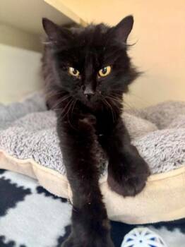 Domestic Long Hair and Domestic Short Hair Cats Available for Adoption - Cirilla | PetCurious
