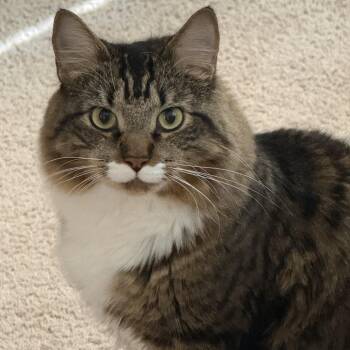 Domestic Medium Hair Cats Available for Adoption - Sir Bentley | PetCurious