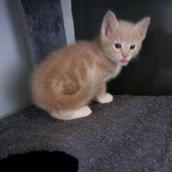 Star C11537 -  Domestic Medium Hair Cat for Adoption - Star C11537 | PetCurious