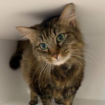 Domestic Long Hair Cats Available for Adoption in Cumming, Georgia - Bertha | PetCurious