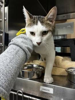Donkey -  Domestic Short Hair Cat for Adoption in Wichita, Kansas - Donkey | PetCurious