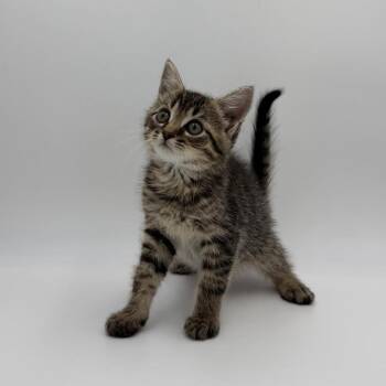 Superbolt -  Domestic Short Hair Cat for Adoption in State College, Pennsylvania - Superbolt | PetCurious