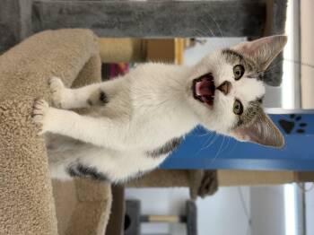 Dumpling -  Domestic Short Hair Cat for Adoption in Bonnyville, Alberta - Dumpling | PetCurious