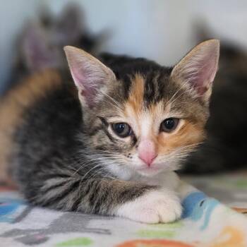 Domestic Short Hair Cats Available for Adoption in Buellton, California - Elowen | PetCurious