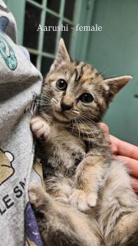 Aarushi -  Domestic Short Hair Cat Available for Adoption in Liberty, New York - Aarushi | PetCurious