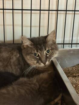 Ash -  Domestic Medium Hair Cat for Adoption in Lockhart, Texas - Ash | PetCurious