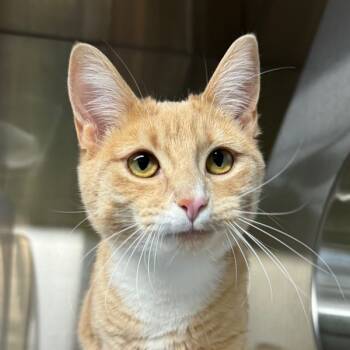 Rescue Domestic Short Hair Cats for Adoption in Oakville, Ontario - Ivy | PetCurious