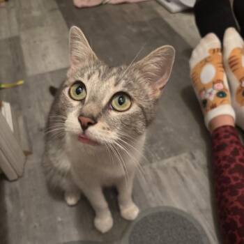 Esmeralda -  Domestic Short Hair Cat for Adoption - Esmeralda | PetCurious
