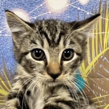 Rescue Domestic Short Hair Cats for Adoption in Midland, Texas - Juniper | PetCurious