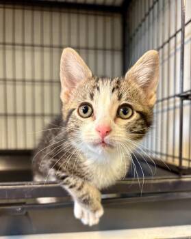 Decker -  Domestic Short Hair Cat for Adoption in Rock Springs, Wyoming - Decker | PetCurious