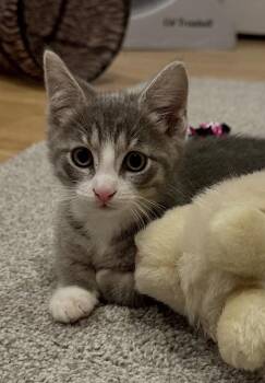 Lewis & Clark (loving purr machines) -  Domestic Short Hair Cat for Adoption in Lemoyne, Pennsylvania - Lewis & Clark (loving Purr Machines) | PetCurious