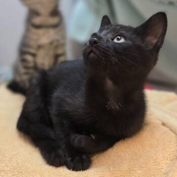 Mandy -  Domestic Short Hair Cat for Adoption in Pittsburgh, Pennsylvania - Mandy | PetCurious