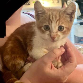 Fondue -  Domestic Short Hair Cat for Adoption in Sioux Falls, South Dakota - Fondue | PetCurious