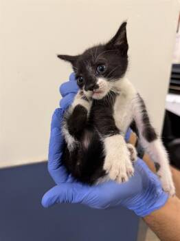 RUTHIE -  Domestic Short Hair Cat Available for Adoption in Doral, Florida - RUTHIE | PetCurious