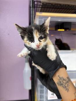 61363025 -  Domestic Short Hair Cat for Adoption in El Paso, Texas - 61363025 | PetCurious