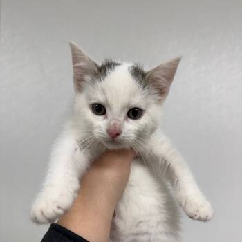 Rescue Domestic Medium Hair Cats for Adoption in Shelbyville, Illinois - Tater | PetCurious