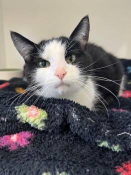 Domestic Short Hair Cats Available for Adoption in Erin, Ontario - Bella | PetCurious