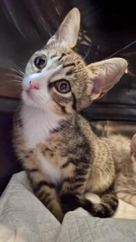 Choux -  Domestic Short Hair Cat for Adoption in Houston, Texas - Choux | PetCurious