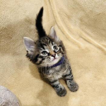 Domestic Short Hair Cats Available for Adoption in New York, New York - Pearl | PetCurious