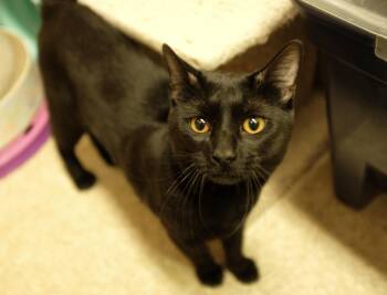 Squeaky -  Domestic Short Hair Cat for Adoption in Albany, New York - Squeaky | PetCurious