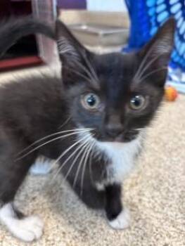 Twist -  Domestic Short Hair Cat for Adoption in Schenectady, New York - Twist | PetCurious
