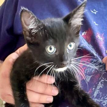 Midnight -  Domestic Short Hair Cat for Adoption in Gastonia, North Carolina - Midnight | PetCurious