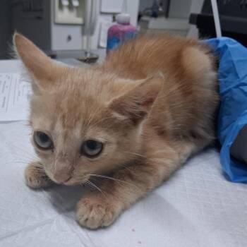 Purrsley -  Domestic Short Hair Cat for Adoption in Summerville, South Carolina - Purrsley | PetCurious