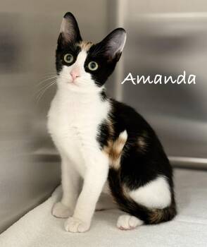 Amanda -  Domestic Short Hair Cat for Adoption in Pawleys Island, South Carolina - Amanda | PetCurious