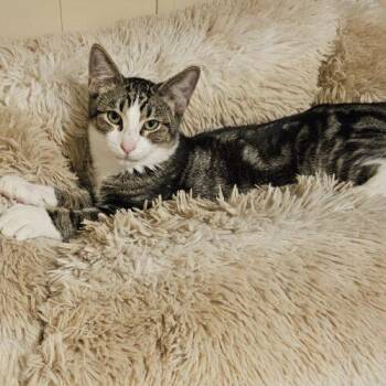 Ziggy -  Tabby and Domestic Short Hair Cat for Adoption in Gilbert, Arizona - Ziggy | PetCurious