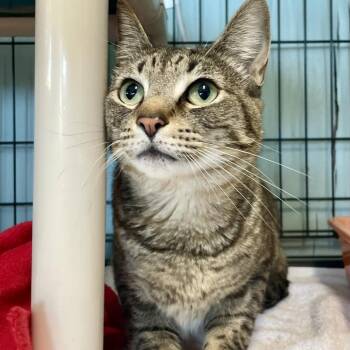 American Shorthair Cats Available for Adoption - Bandit | PetCurious