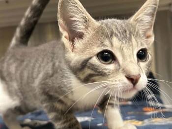 MR MEOW -  Domestic Short Hair Cat for Adoption in Tustin, California - MR MEOW | PetCurious