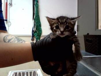 A1048294 -  Domestic Short Hair Cat for Adoption in Martinez, California - A1048294 | PetCurious