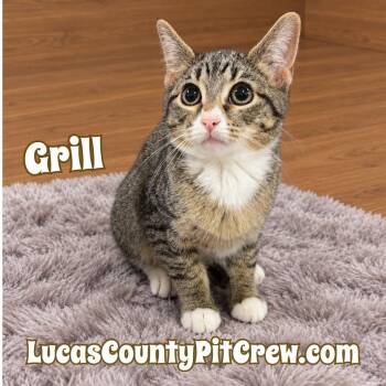 Grill -  Domestic Short Hair and Tabby Cat for Adoption in Toledo, Ohio - Grill | PetCurious