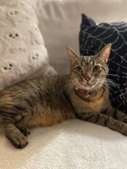 Rescue Domestic Short Hair Cats for Adoption in Oceanside, California - Wilma | PetCurious